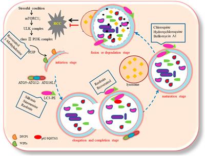 Autophagy as a Vital Therapy Target for Renal Cell Carcinoma